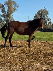 Cavallina baia