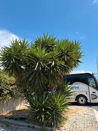 Yucca da giardino