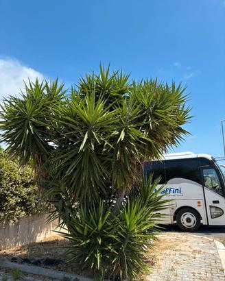 Yucca da giardino