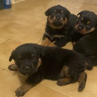 Cuccioli rottwailer