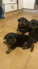 Cuccioli rottwailer