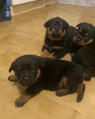 Cuccioli rottwailer
