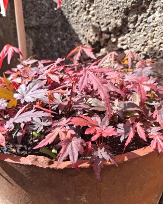 piante di acero rosso