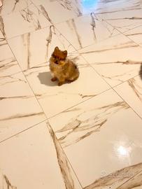 Volpino nano Spitz tedesco