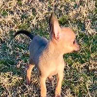 Pinscher cuccioli nano toy e toy marroni
