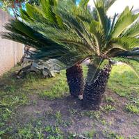 Cycas