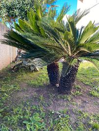Cycas
