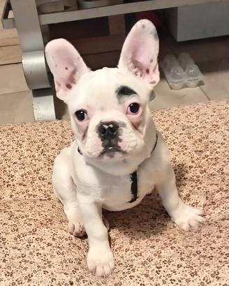 Bulldog francese maschietto