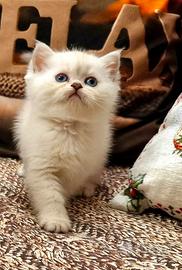 British shorthair e longhair