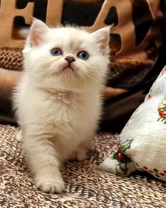 British shorthair e longhair