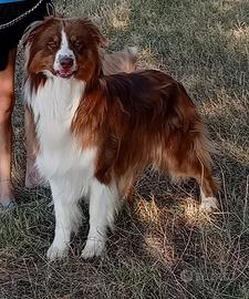 Pastore australiano per monte