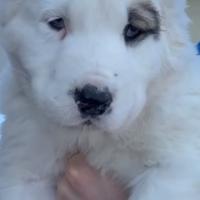 Cuccioli ALABAI pastore dell'asia centrale