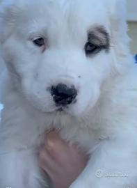 Cuccioli ALABAI pastore dell'asia centrale