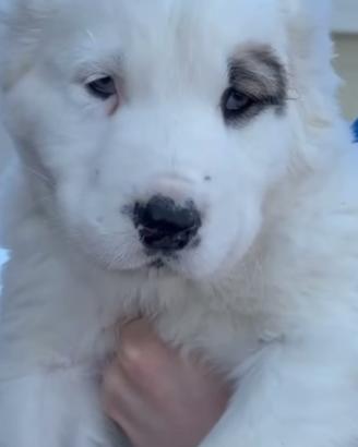 Cuccioli ALABAI pastore dell'asia centrale