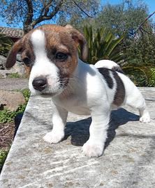 Jack Russell broken 2 mesi il 26/03