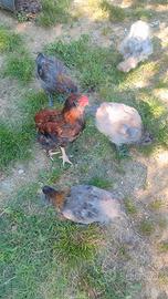Galletto olive egger