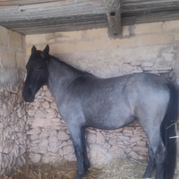Stupendo cavallo