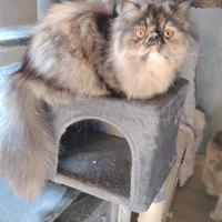 Cucciole di gatto persiano ipertipici