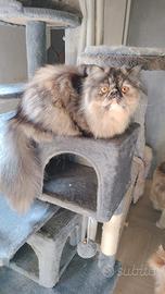 Cucciole di gatto persiano ipertipici