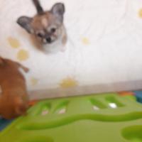Chihuahua con pedigree