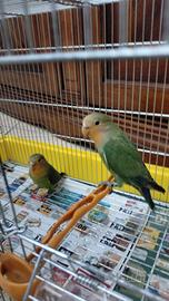 Gabbietta con due inseparabili