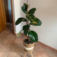 Pianta Ficus con Sottovaso