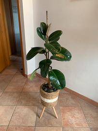 Pianta Ficus con Sottovaso