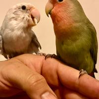 Coppia inseparabili allevati a mano