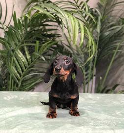 Bassotti nero focato