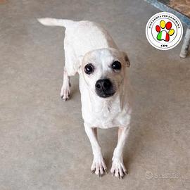 Penny adozione del cuore mix chihuahua