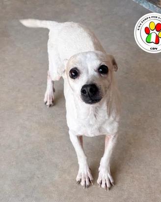 Penny adozione del cuore mix chihuahua