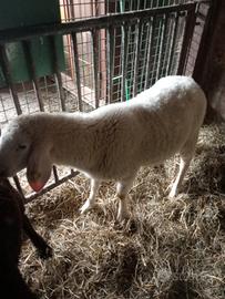 Aniellone biellese arr/arr