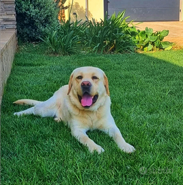 Labrador maschio pedigree