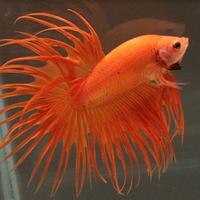 Betta splendens crowntail orange maschi