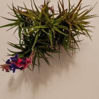 Piantine D'aria Tillandsia
