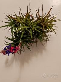 Piantine D'aria Tillandsia