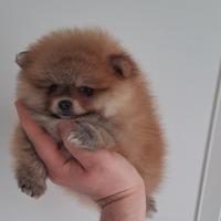Orsachiotti di pomerania con pedigree ENCI