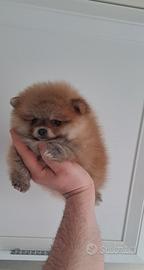 Orsachiotti di pomerania con pedigree ENCI