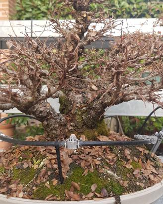 Bonsai di olmo giapponese
