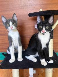 Theo è Ringo gattini 5 mesi molto socievoli