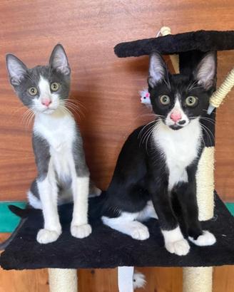 Theo è Ringo gattini 5 mesi molto socievoli