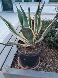  agave variegate 