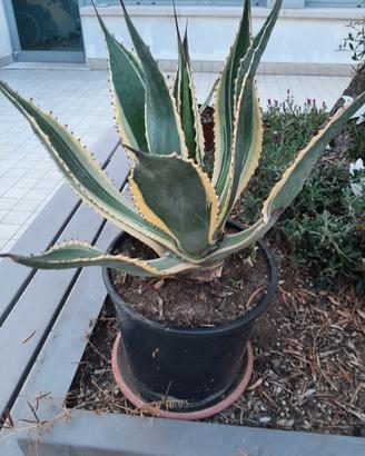  agave variegate 