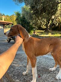 Cucciolo Segugio maremmano avviato