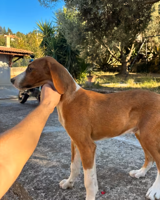 Cucciolo Segugio maremmano avviato