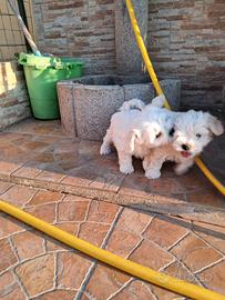 Cuccioli di razza Maltese