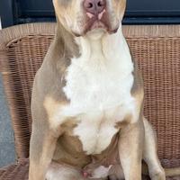 Pitbull disponibile per monta