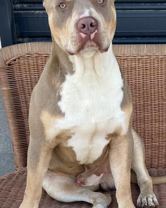Pitbull disponibile per monta