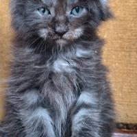 Cuccioli di Maine Coon