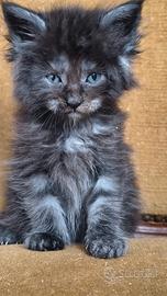 Cuccioli di Maine Coon